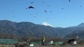 山梨）「トンちゃん」夫の病も持ち去って　トビに油揚げ