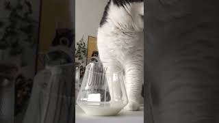 奶牛腦貓偷喝牛奶