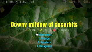 Downy mildew of Cucurbits | Cucumber | Melons | Squashes | Pumkins