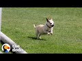 Senior Chihuahua Turns Into A Puppy Once He Finds The Perfect Family  | The Dodo