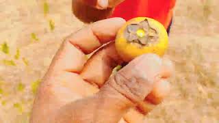 Tuniki pandu | Tendu fruit in Indian villages | tendu tree | Indian forest season fruit