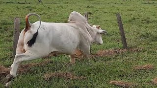 EITA BOI BRAVO CERCANDO TUDO PELA FRENTE E NÃO DEIXA A VACADA PASSAR