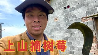 野外树莓无人摘，摘回来做成树莓干，树莓干是无副作用的天然中药