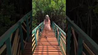 Honnavar Wooden Bridge | Sharavathi Kandla Mangrove Boardwalk