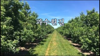 과수원길 -박화목 시, 김공선 곡 -연주자미상 -한국가곡100선