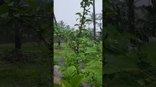 shorts #youtube#monsoon#greenery##