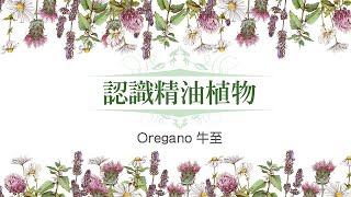 認識精油植物-牛至