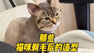 那些猫咪剃毛后的样子，来看看哪只最搞笑？#宠物 #萌宠