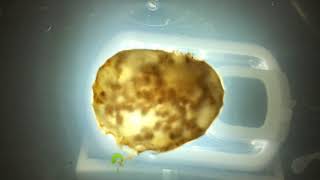 Channeled whelk young in egg time lapse