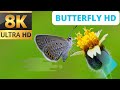 butterflies flying slowmotiom 8k ultra  HD Colorful butterfly and Relaxation sound #butterfly #hd