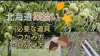 【北海道栗拾い】初めて栗拾いに行って来ました🌰✨必要な道具、栗の拾い方・つかみ方、おいしい栗の見分け方Chestnut-hunting