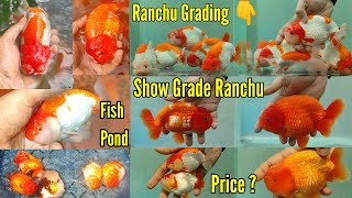 Imported Show Grade Ranchu Gold Fish Prices and Grading