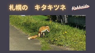 札幌市　野生のキタキツネ　豊平川　北海道札幌市白石区米里２条１丁目　2024年10月