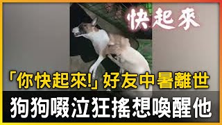 「你快起來！」好友中暑離世 狗狗啜泣狂搖想喚醒｜觸萌寵