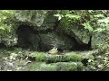 山中湖 大洞の泉のヤマガラとキビタキ（幼鳥）の水浴び　その２（4k動画）