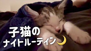 【捨て猫】保護した翌日のナイトルーティン【子猫】