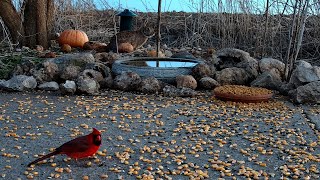 Bird Feeder 02-09-2024