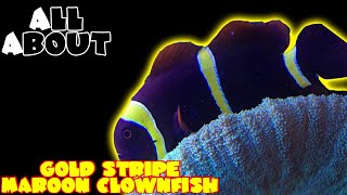 All About The Gold Stripe Maroon Clownfish