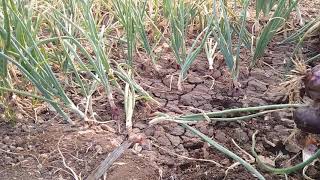 Onion Farming / ડુંગળીની ખેતી / ડુંગળીના ભાવ / indian farmer / pyash farming / kanda farming