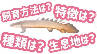 これからポリプテルスセネガルを飼いたい方必見！ポリプテルスセネガルってどんなお魚？