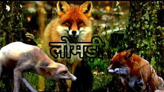 लोमड़ी से जुड़ी रोचक जानकारी - Fox Animal In Hindi|लोमड़ियों को कहा जाता है सबसे चालाक वजह है बेहद ख़ास