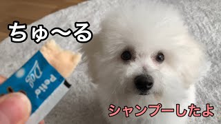 【子犬】シャンプーしたら大変身！ご褒美にちゅ〜るをあげました【ビションフリーゼ】