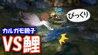 0523C①【カルガモ親子VSコイ】驚く雛鳥。頼りない父。鴨が鯉の産卵に激突。桑の実食べる。沢登り。トイレマナー【野鳥撮影】