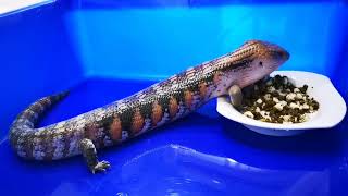 ［寵物］blue tongue lizard🦎 藍舌蜥蜴