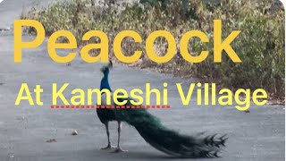 Peacock in Kameshi Village Kalimpong