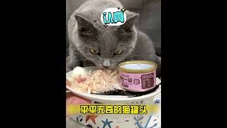canned cat food | 罐头猫粮