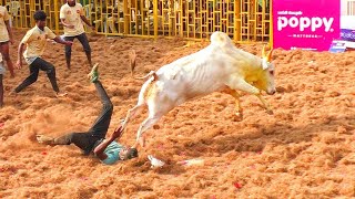 🎥 kumarapalayam Jallikattu 2025 video's  😍|குமாரபாளையம் ஜல்லிக்கட்டு 2025  வீடியோ 💥🎥