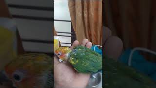 Sun conure chick ലഫ്യമാണ് 2 month age bird ഇണങ്ങിയ കിളികൾ ആവശ്യമുള്ളവർ വിളിക്കാം 9633917470