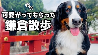 バーニーズと行く鎌倉散歩🐾 出会う人に笑顔を届ける！