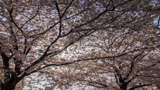[openframeworks] Flow Field - Cherry Blossoms -