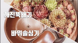 깨진뚝배기에 바위솔 심기