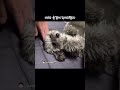 아빠때문에 녹아버린 아기🐶🩶 shorts 강아지 puppy 푸들 실버푸들 silverpoodle vlog dog 일상 귀여운 반려견 애완동물 강아지쇼츠