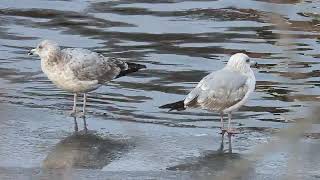 American Herring Gull variations