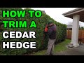 How To Trim A Cedar Hedge | Featuring Milwaukee M18 Hedge Trimmers