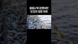 그물을 올리자 걸려 있는 엄청난 양의 물고기들 #shorts