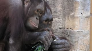 いつも楽しい！　Always having fun!  オランウータン　　多摩動物公園