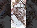 【高松城】🏯takamatsu castle🌸桜がきれい😊💖cherry blossom 四国 香川県 高松城 takamatsucastle cherryblossom 桜 shorts