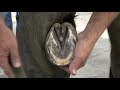 hoof trim process