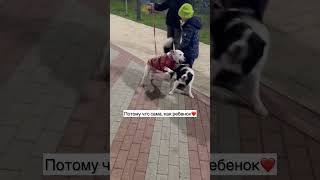 Искренние эмоции собак и детей❤️ #Глухаятэффи #глухаясобака #dog