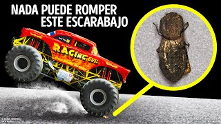 El caparazón de este escarabajo no se rompería ni en un choque + otros insectos con superpoderes