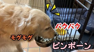 インターホンが鳴る中ご飯を食べ続けるゴールデンレトリバーのはっち【Golden retriever keeps eating food while the intercom is ringing】