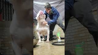 Manolo getting a shower  #dog #explore #animals #viral