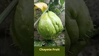 Amazing Chayote Fruit #Shorts