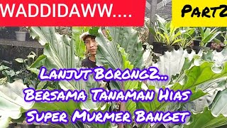 WADDIDAWW... ⁉️PART2 LAPAK TANAMAN HIAS SUPER MURAH MERIAH BANGET