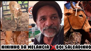 BOI SALGADINHO ❌ NININHO DA MELANCIA A MADEIRA VAI DEIDA EM IGUARACI PE