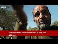 palestinian olive harvest under threat from israeli attacks and restrictions bbc news